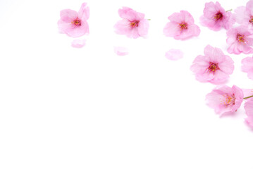 Cherry blossom isolated on white background. Sign of spring. Copy space