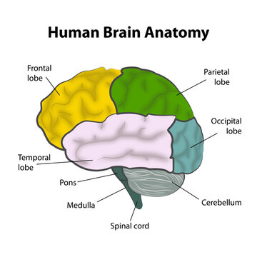 The structure of the human cerebral cortex