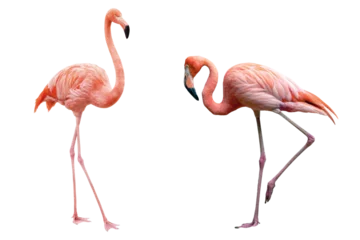 Foto op Canvas flamingos on transparent background © gilles lougassi