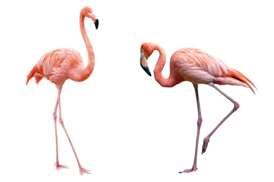 flamingos on transparent background