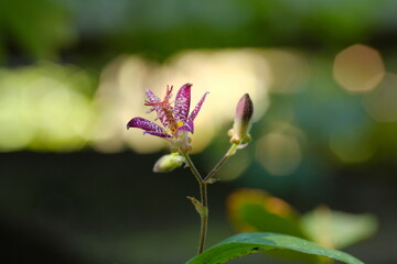 Tricyrtis hirta in full blooming