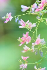 pink bush clover in full blooming	