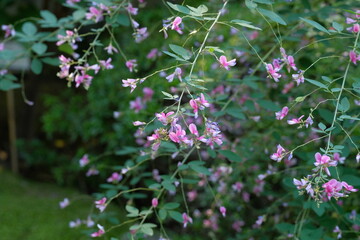 pink bush clover in full blooming	