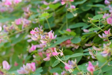 Obraz na płótnie Canvas pink bush clover in full blooming 