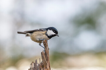 Coal tit in wintwr time