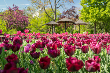 sea of purple tulips in front of sunshades in a public park