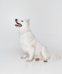 Side view. Studio shot of White Swiss Shepherd Dog calmly sitting, smiling isolated over grey background. Smart dog. Concept of motion, action, pets love, animal life, domestic animal.