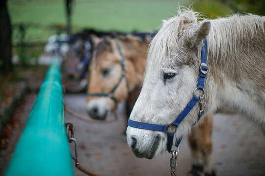 Horses get wet before they rest at the riding centre St. Margarethen in Brannenburg, Bavaria, Germany.