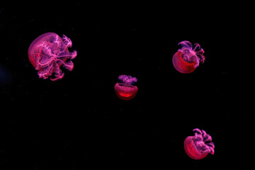macro photography underwater rhizostoma luteum jellyfish