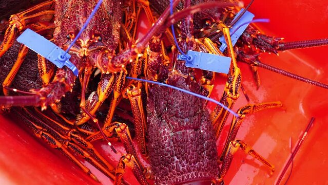 Fisherman holding and tagging live crayfish. Catching live Lobster in America. Fishing crayfish in Tasmania Australia. ready for chinese new year close up