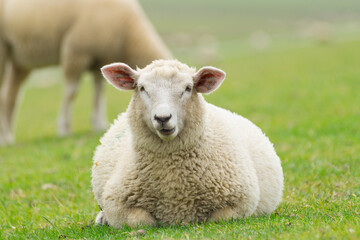 Naklejka na ściany i meble Close up of a woolly dyke sheep while looking at you