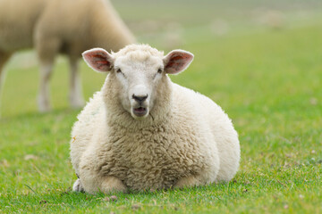 Close-up of a woolly dyke sheep resting on its meadow and looking at you