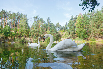 beautiful lake with a canyon on which swans swim with a blue sky