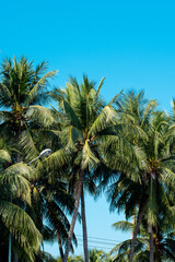 Fototapeta na wymiar Coconut trees on blue background