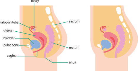 女性の下腹部の内臓を側面から図解したイラスト／Illustration depicting the internal organs of a woman's lower abdomen from the side
