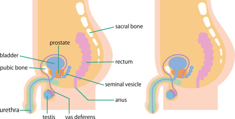 男性下腹部の内臓を側面から図解したイラスト／Illustration depicting the internal organs of the male lower abdomen from the side
