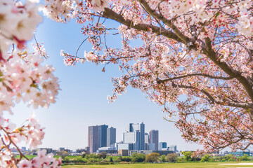 桜と武蔵小杉のタワーマンション群【神奈川県・川崎市】　 Cherry blossom and Musashi-Kosugi tower condominiums - Kanagawa, Japan © Naokita