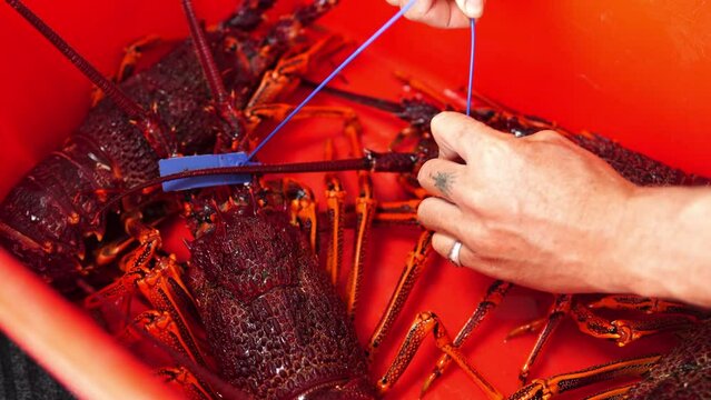 Fisherman holding and tagging live crayfish. Catching live Lobster in America. Fishing crayfish in Tasmania Australia. ready for chinese new year close up