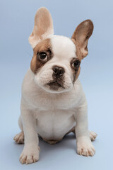 Fototapeta premium Studio shot of an adorable French bulldog sitting on blue background. French Bulldog puppy 3 months old. Beautiful french bulldog dog