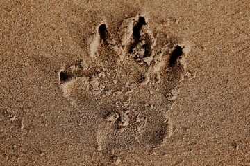 photograph of a dog footprint in the sand on the beach