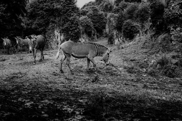 Fototapeta na wymiar photograph of several black and white zebras