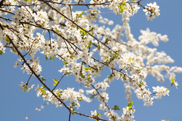 Fototapeta premium Spring bloom white flowers. Cherry blossom twigs