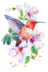 Vintage hummingbird and flowers and leaves, exotic bird on isolated white background. Watercolor hand drawn illustration