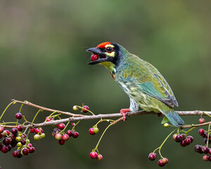 copper smith barbet