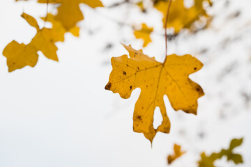 real fall yellow maple leaves in clear sky background