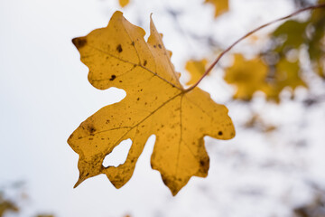 closeup real fall yellow maple leaves in clear sky background