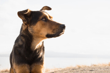 cute homeless dog face at the beach during sunset