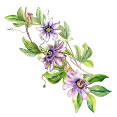 Passion flower plant watercolor illustration isolated on white. Blue tropical plant, stem and foliage hand drawn. Design element for wrapping, menu, market, herbal tea, ice-cream, stickers, tableware. © Ekaterina Lanbina