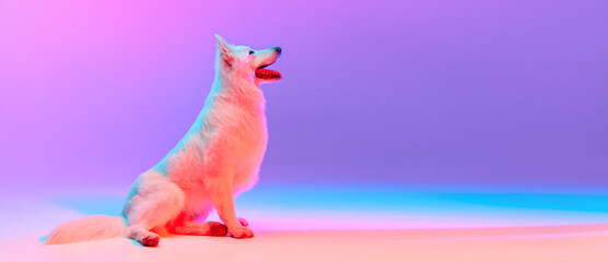 Concept of motion, action, pets love, animal life, domestic animal. Copy space for ad. Banner