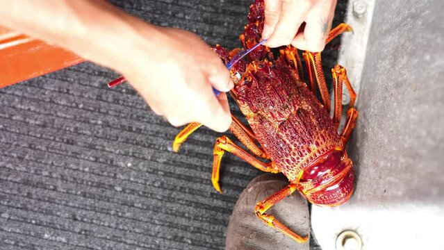 Fisherman holding and tagging live crayfish. Catching live Lobster in America. Fishing crayfish in Tasmania Australia. ready for chinese new year close up