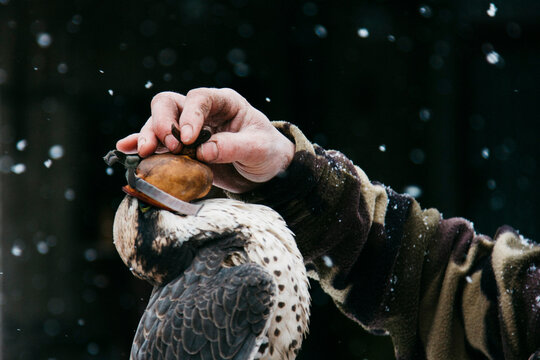 Close-up Of A Falconer Put A Hood On His Falcon
