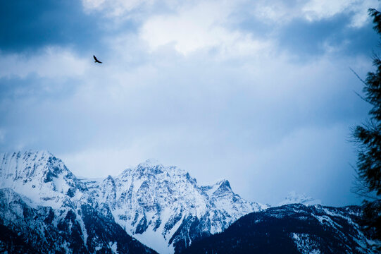 Bald Eagle flying over mountain landscape during sunset