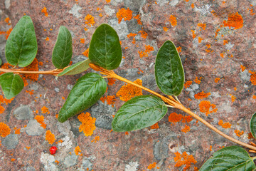 A green vine grows over a rock covered in orange lichen near Skolai Pass, Wrangell-St. Elias National Park, Alaska.