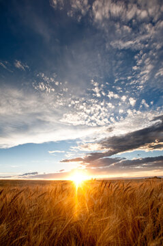 Sun shining over a wheat field with blue sky and clouds. La Junta, Colorado, United States.