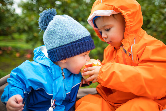 Toddlers eating apples,&Acirc;&nbsp;Abbotsford, British Columbia, Canada