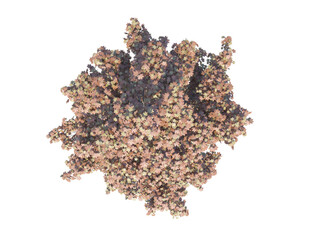 Maple Tree Autumn png top view alpha channel