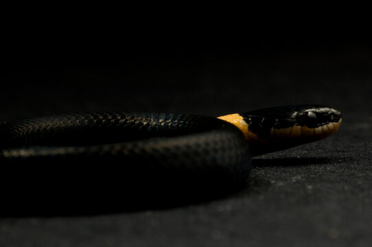 Ringneck snake (Diadophis punctatus)