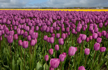 Spring. Tulip bulbs fields. Polder Netherlands. Noordoostpolder. 