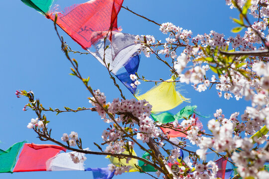 Colorful prayer flags hanging from blossoming tree, Lukla, Khumbu, Nepal