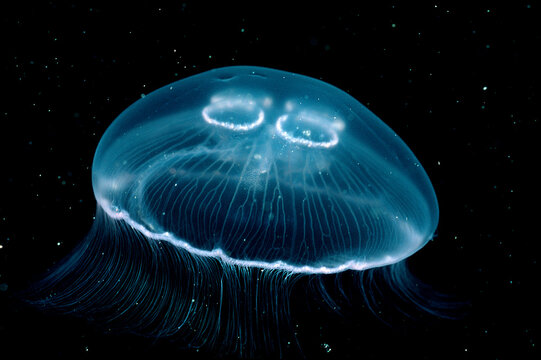 Moon Jellyfish, Aurelia aurita, Norway, Atlantic ocean, north atlantic ocean