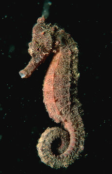 Longsnout Seahorse, Hippocampus reidi, Papua New Guinea, Pacific ocean