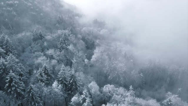 Snow covered trees in a forest with mist and beautiful light, aerial birds eye view winter footage with the camera slowly spinning and tilting  