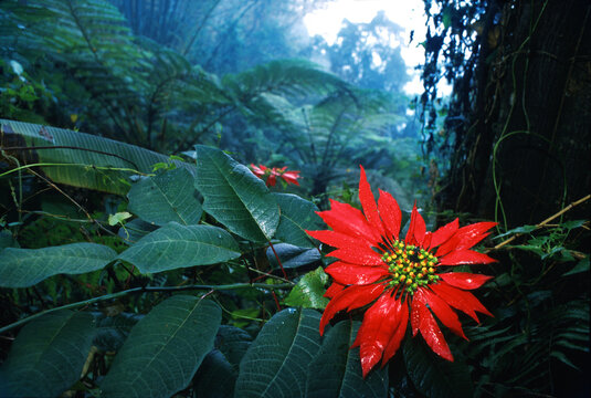 Flower near Sun-Moon-Lake