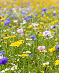 Obraz na płótnie Canvas English Meadow Flowers At Cotswold Lavender At Snowshill