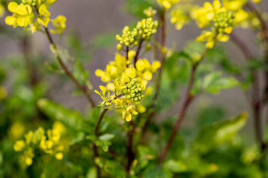 Sinapis arvensis Turkish name: Mustard grass close-up, beauty of spring. Yellow mustard herbs.