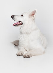 Smiling. Studio shot of beautiful smart calm White Swiss Shepherd Dog lying on floor, posing isolated over grey background. Concept of motion, action, pets love, animal life, domestic animal.